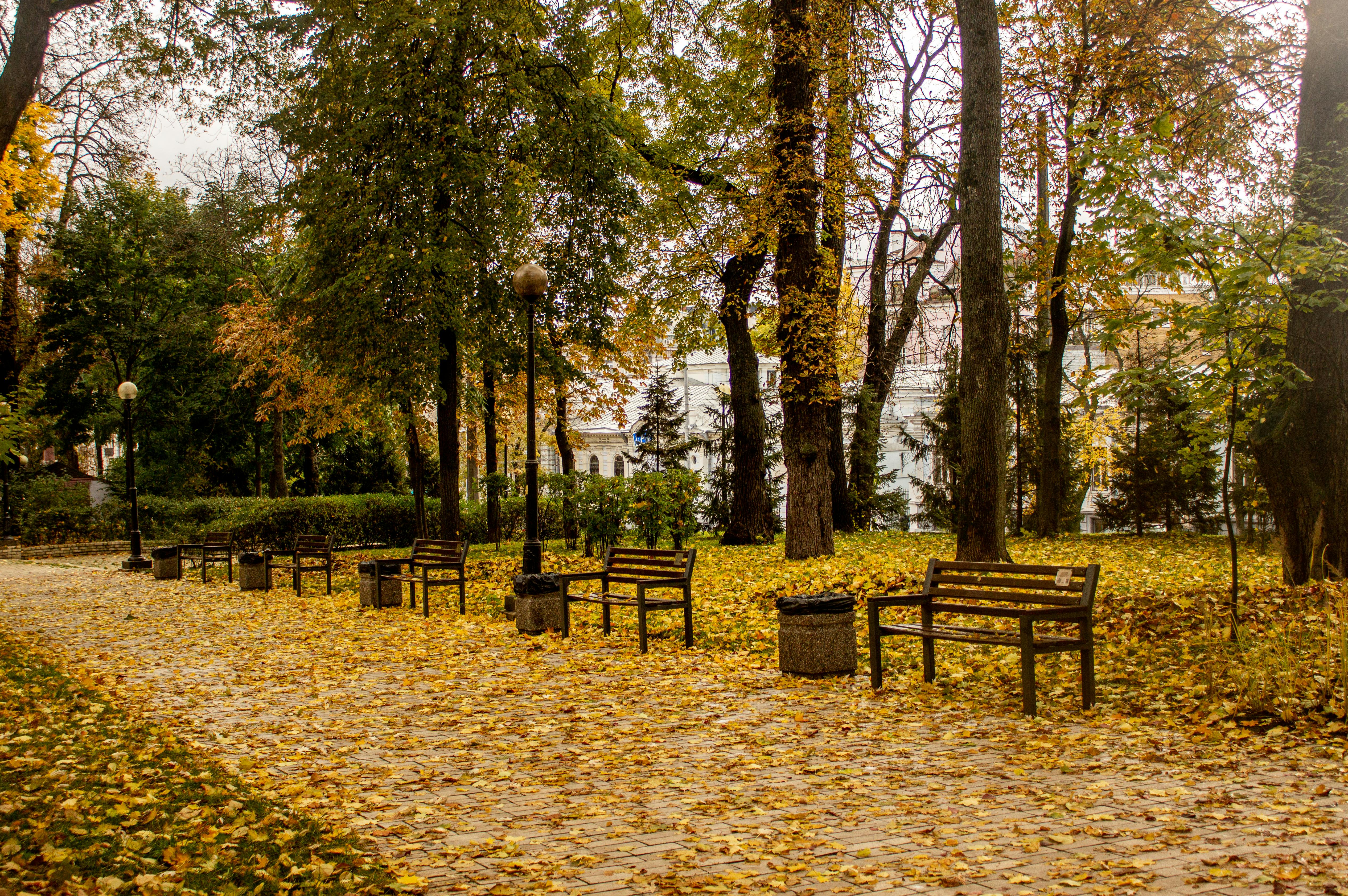 Gratuit Un cadru liniștit de parc în toamnă, cu bănci, frunze căzute și copaci înalți. Fotografie de stoc