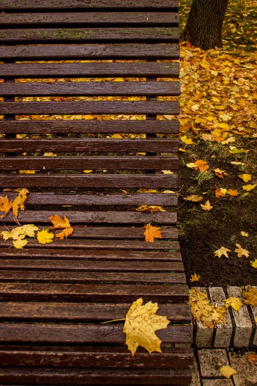 Free Wooden bench with colorful autumn leaves scattered around in a park setting. Stock Photo