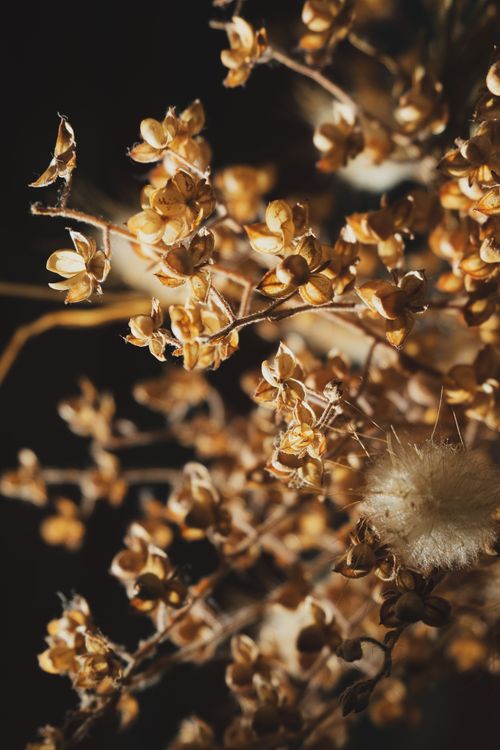 Free A detailed close-up of dried flowers with rich textures and warm tones. Stock Photo