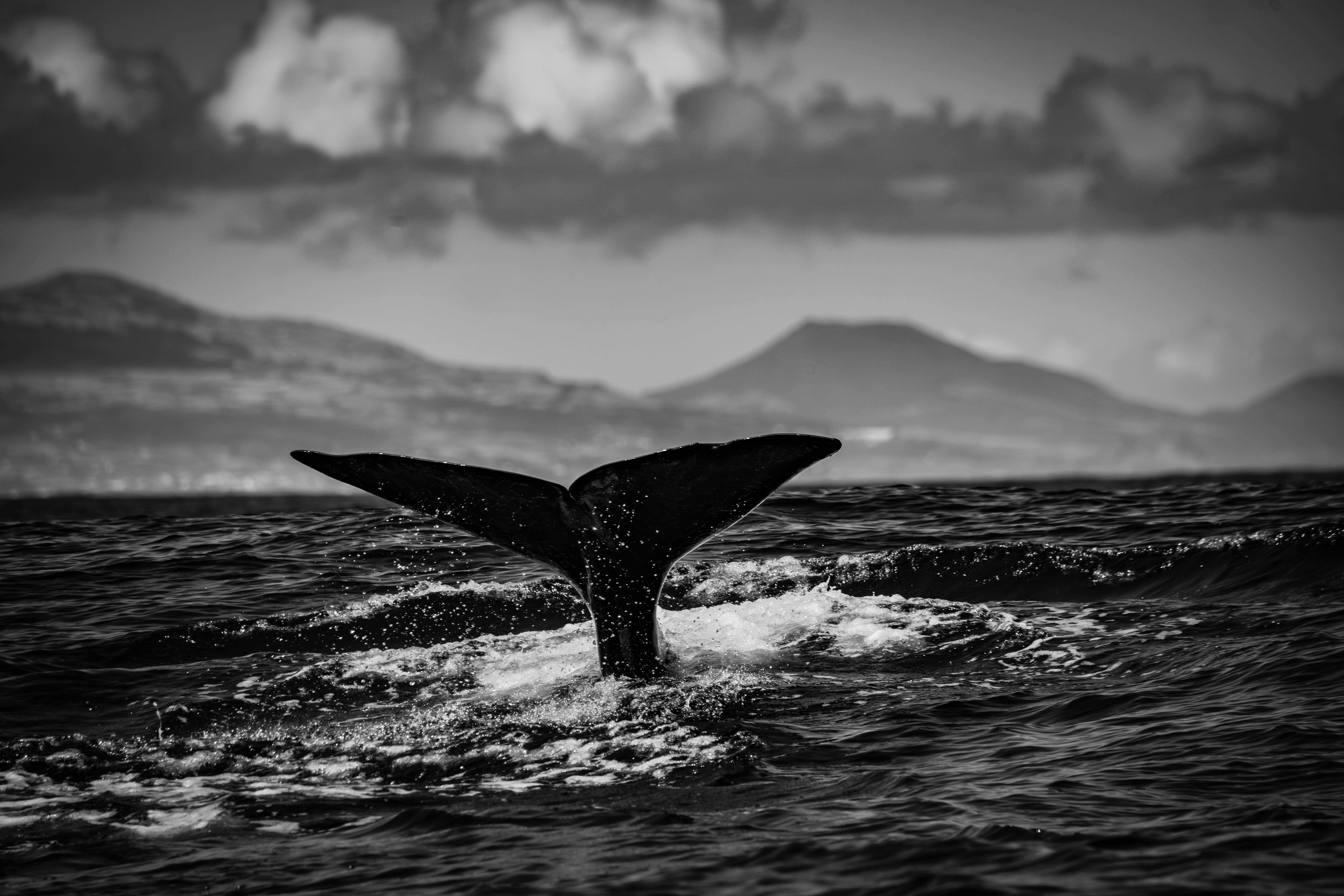 Black and white photo of a whale tail emerging from the ocean, mountains in the background.