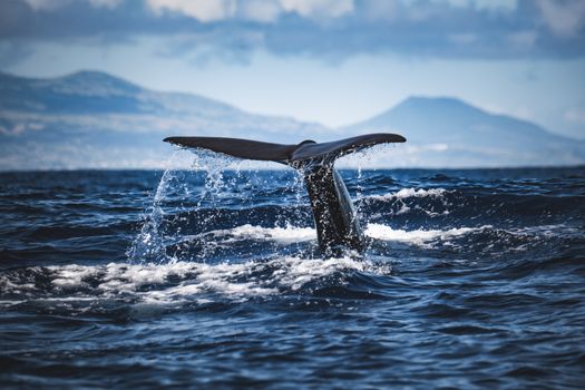 A stunning view of a whale tail gracefully emerging from the sea with a mountainous backdrop.