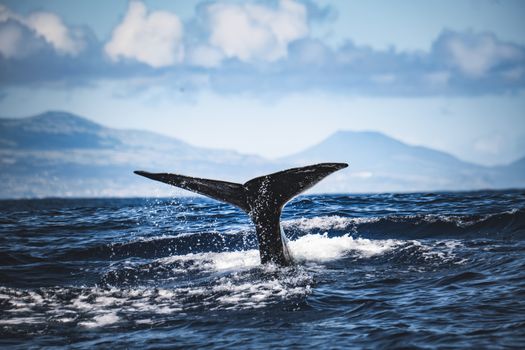 whale photo