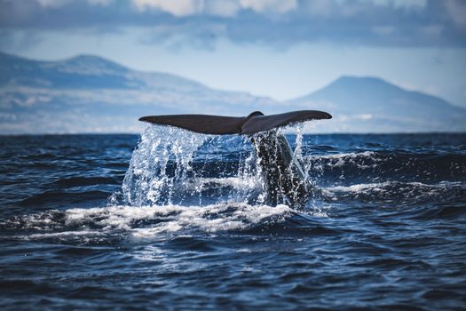 A whale's tail emerges from the ocean, with mountainous landscape in the background.