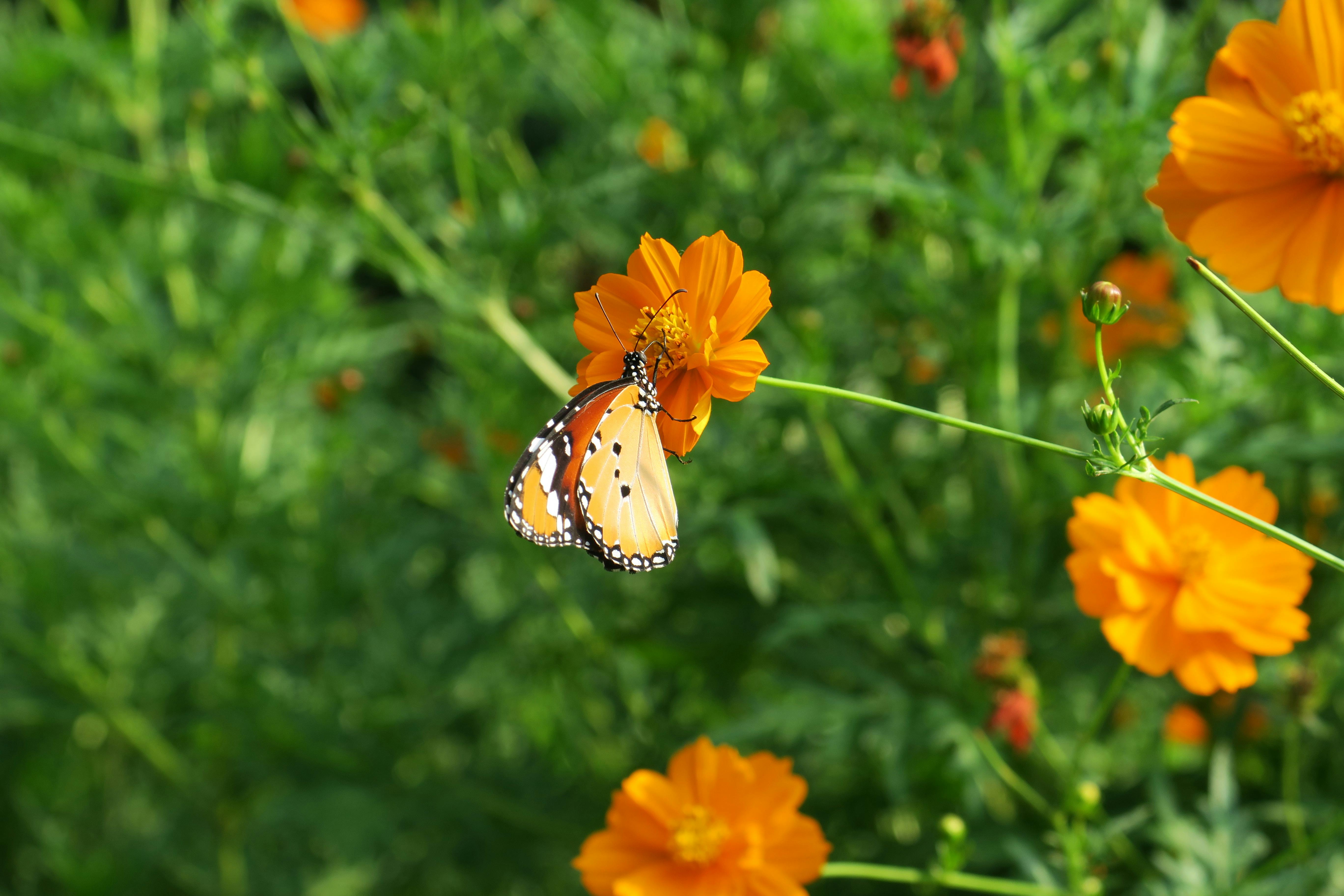 銅鑼杭菊生活節11/15盛大開幕 體驗絢麗杭菊花海魅力