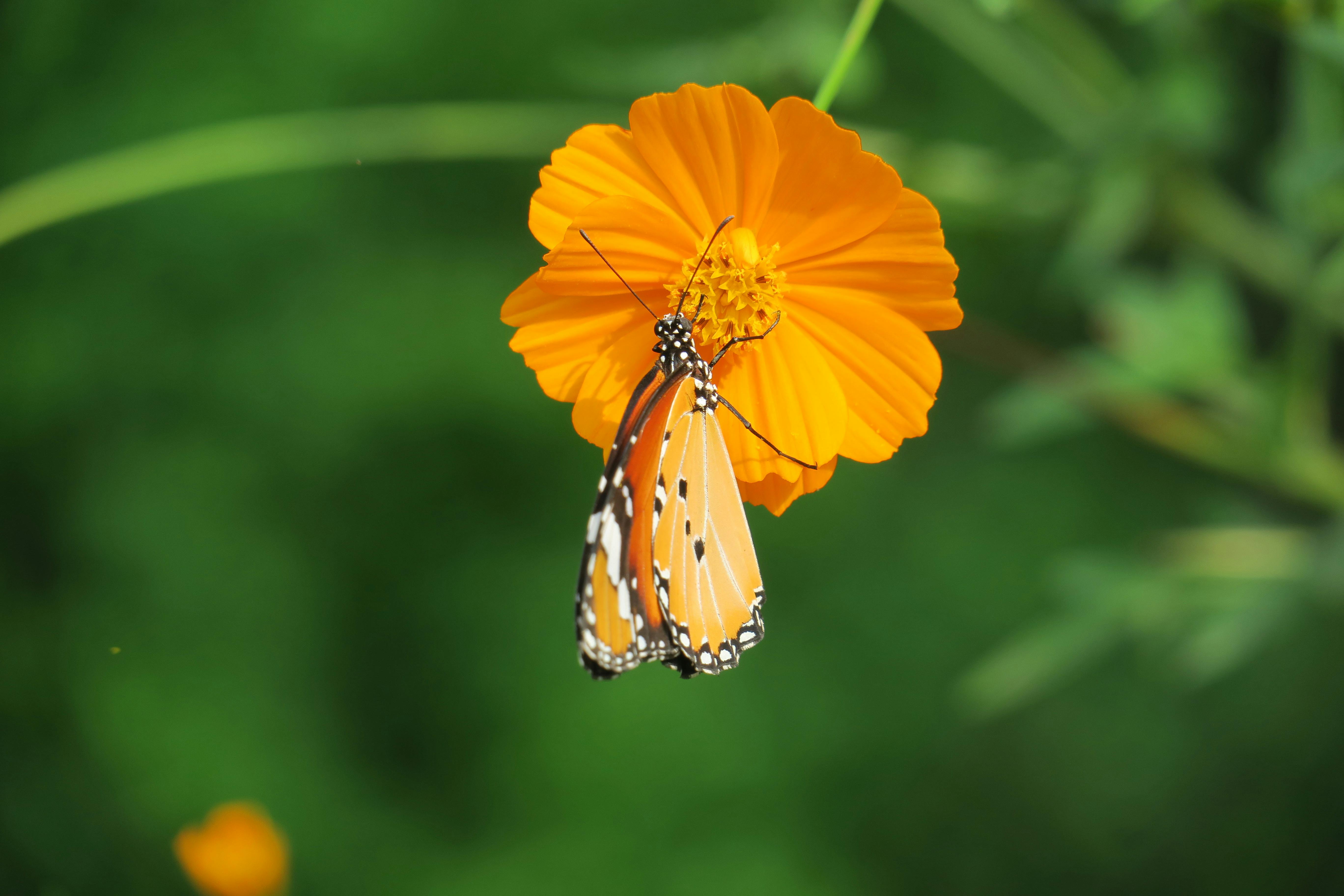 銅鑼杭菊生活節11/15盛大開幕 體驗絢麗杭菊花海魅力