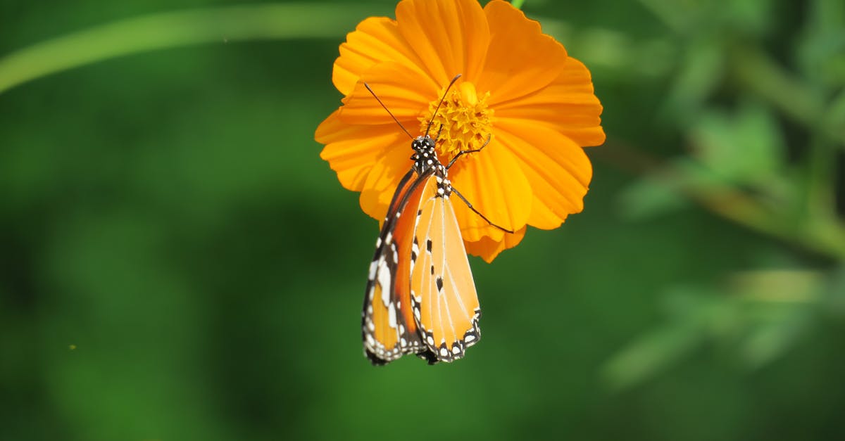 銅鑼杭菊生活節11/15盛大開幕 體驗絢麗杭菊花海魅力