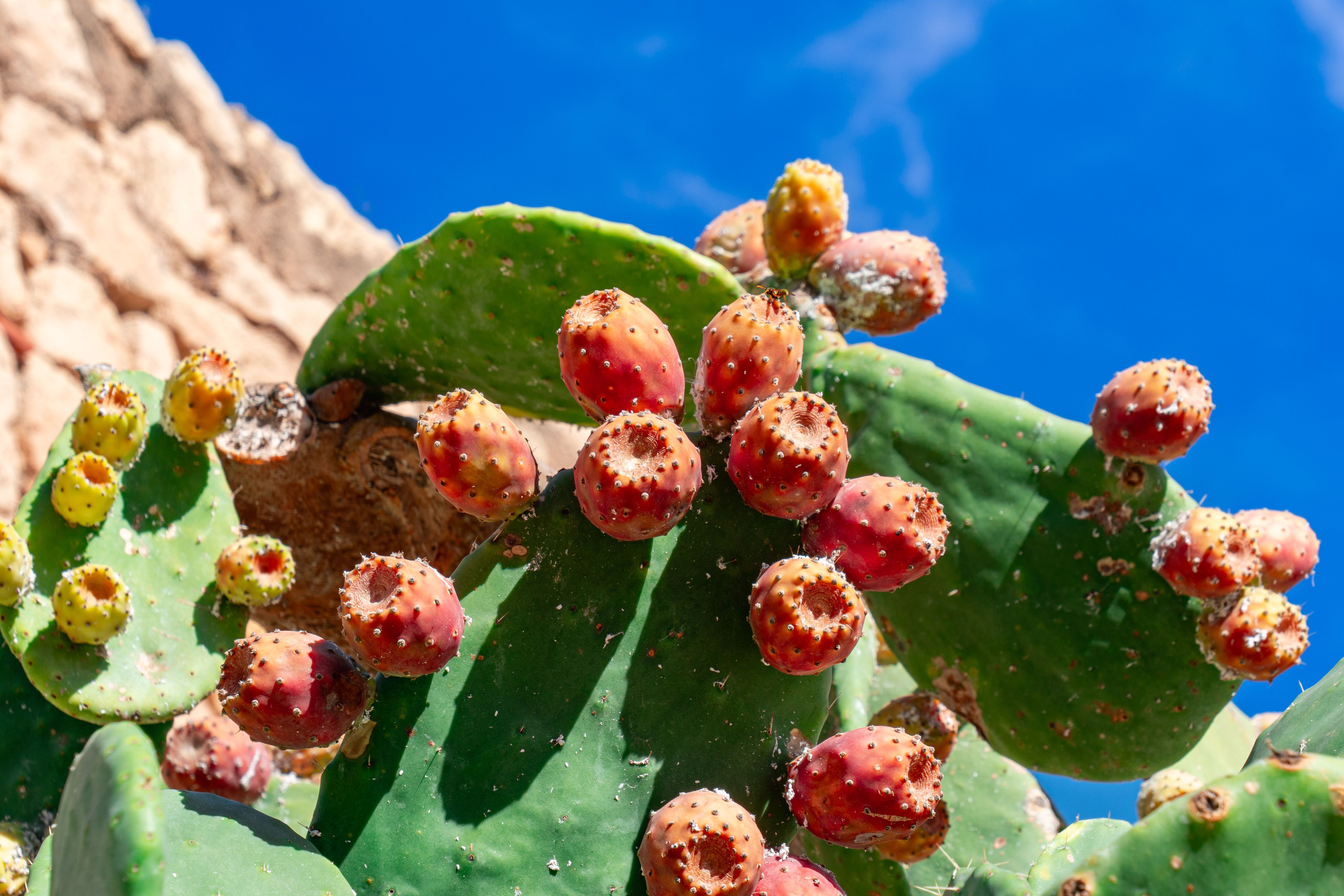 Refreshing prickly pear iced tea with lemon garnish