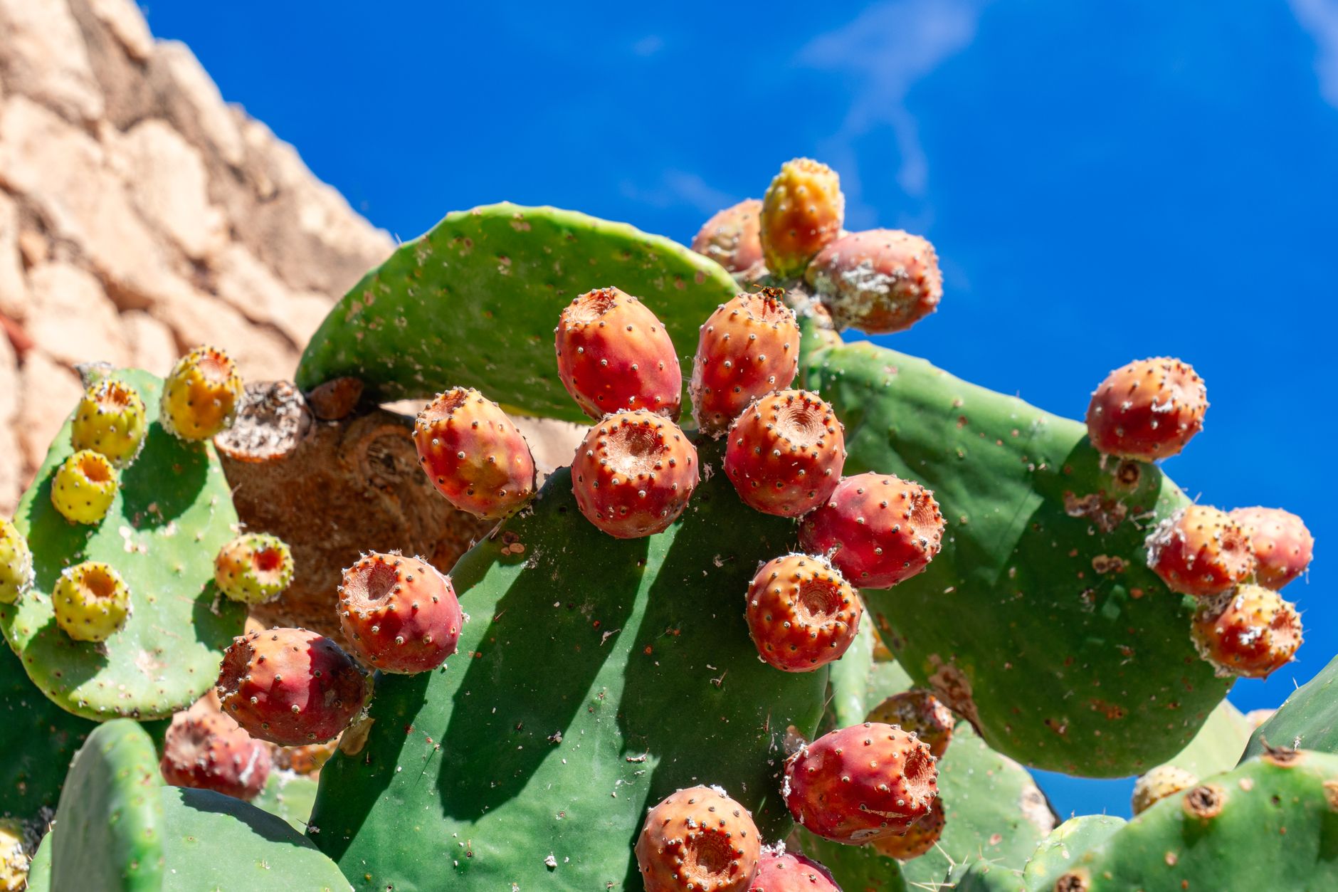 Refreshing prickly pear iced tea with lemon garnish