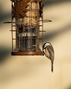 Close-up of a black-capped chickadee perched on a bird feeder in Canonsburg, Pennsylvania.