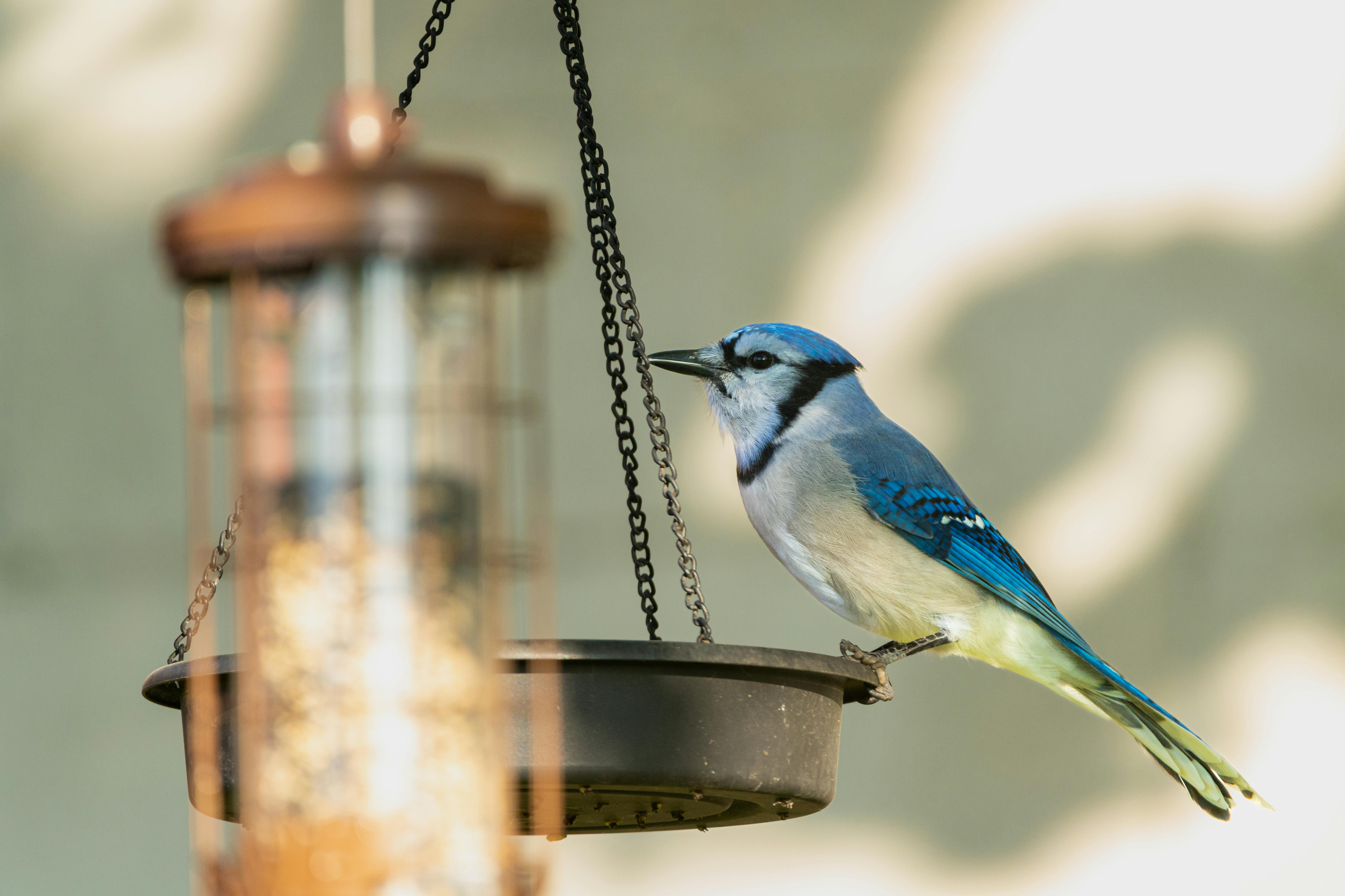 A vibrant blue jay perched on a backyard bird feeder in Canonsburg, Pennsylvania.