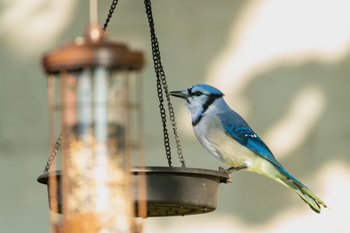 Free A vibrant blue jay perched on a backyard bird feeder in Canonsburg, Pennsylvania. Stock Photo