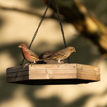 OXO Good Grips Birdhouse