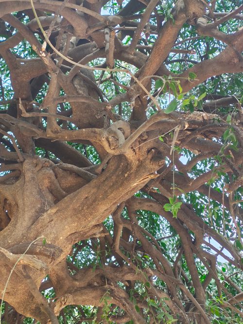 Free Banyan Tree, Stock Photo