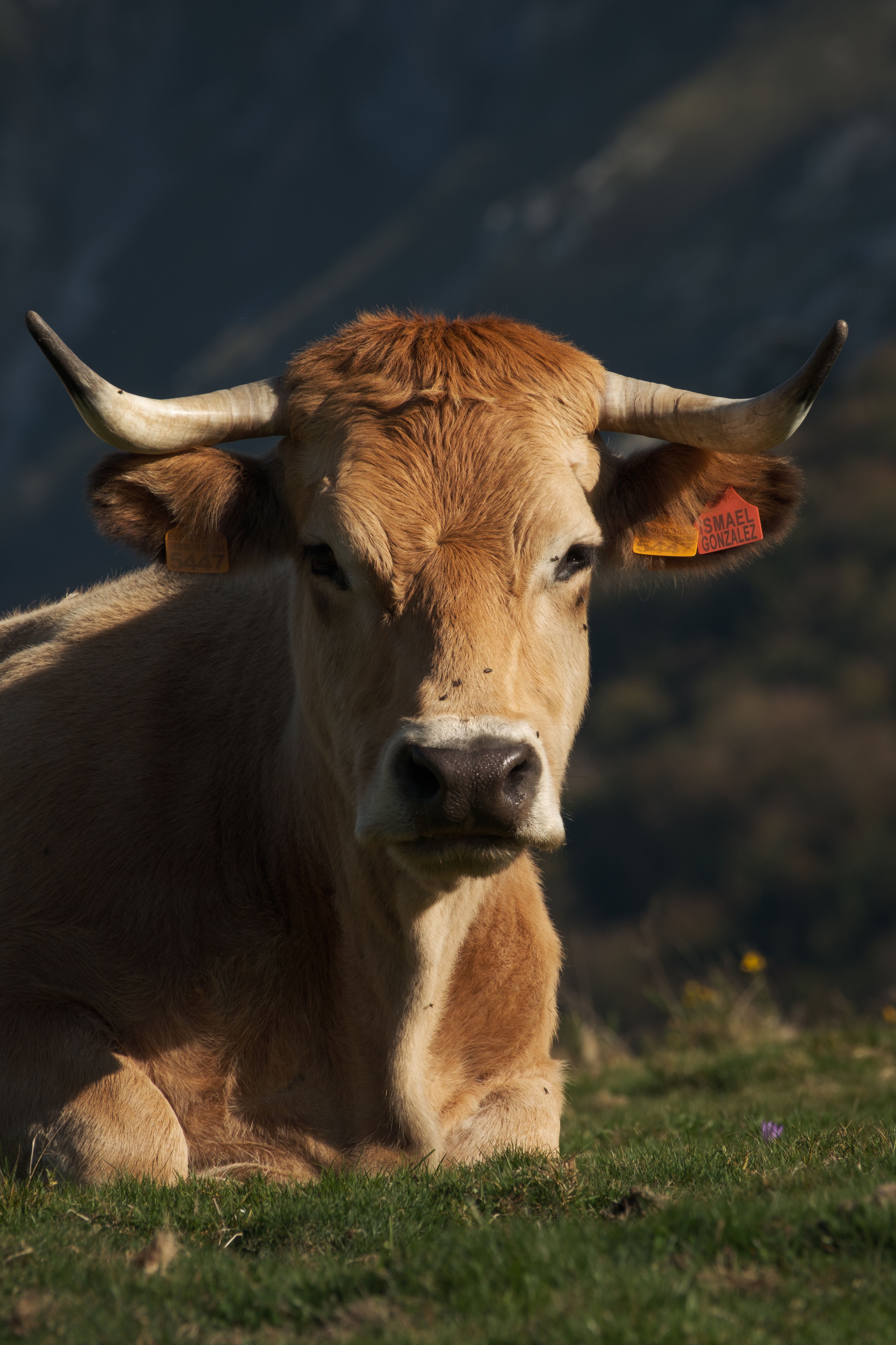 Portrait of a resting cow in the scenic hills of Asturias, Spain.