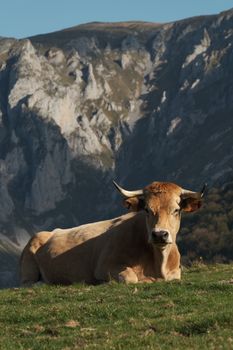 A serene cow rests against the breathtaking Asturias mountain backdrop.