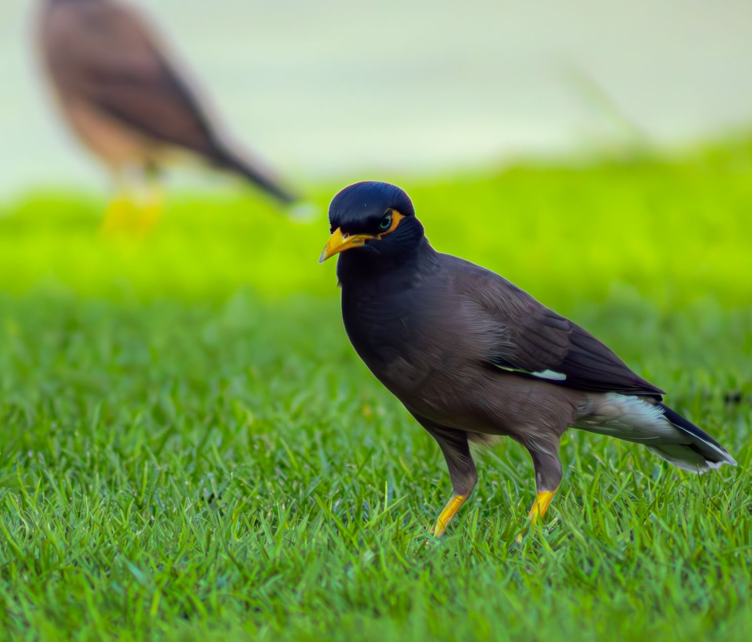 Parques y Naturaleza en Emiratos Árabes