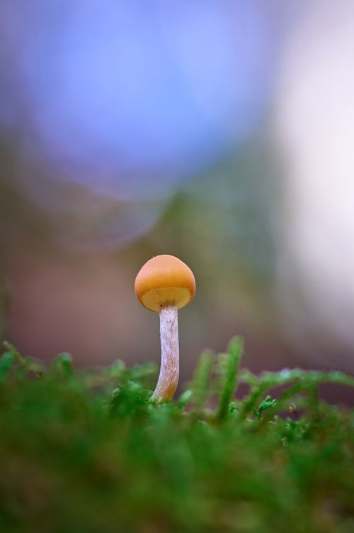 Free Detailed view of a small mushroom growing on a lush green mossy terrain. Stock Photo