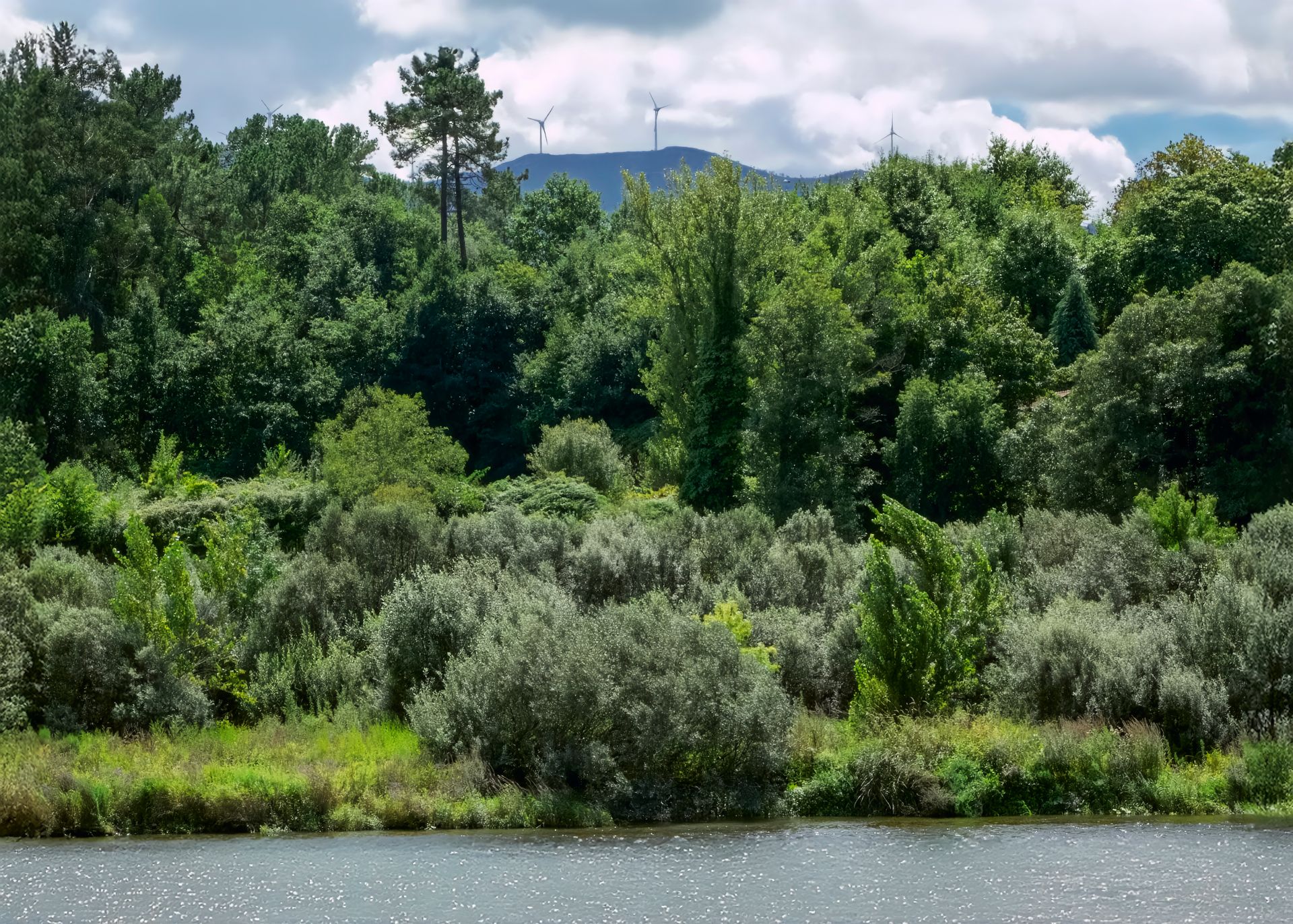 Serene lush forest landscape with distant wind turbines and river, captured in Spain during summer.