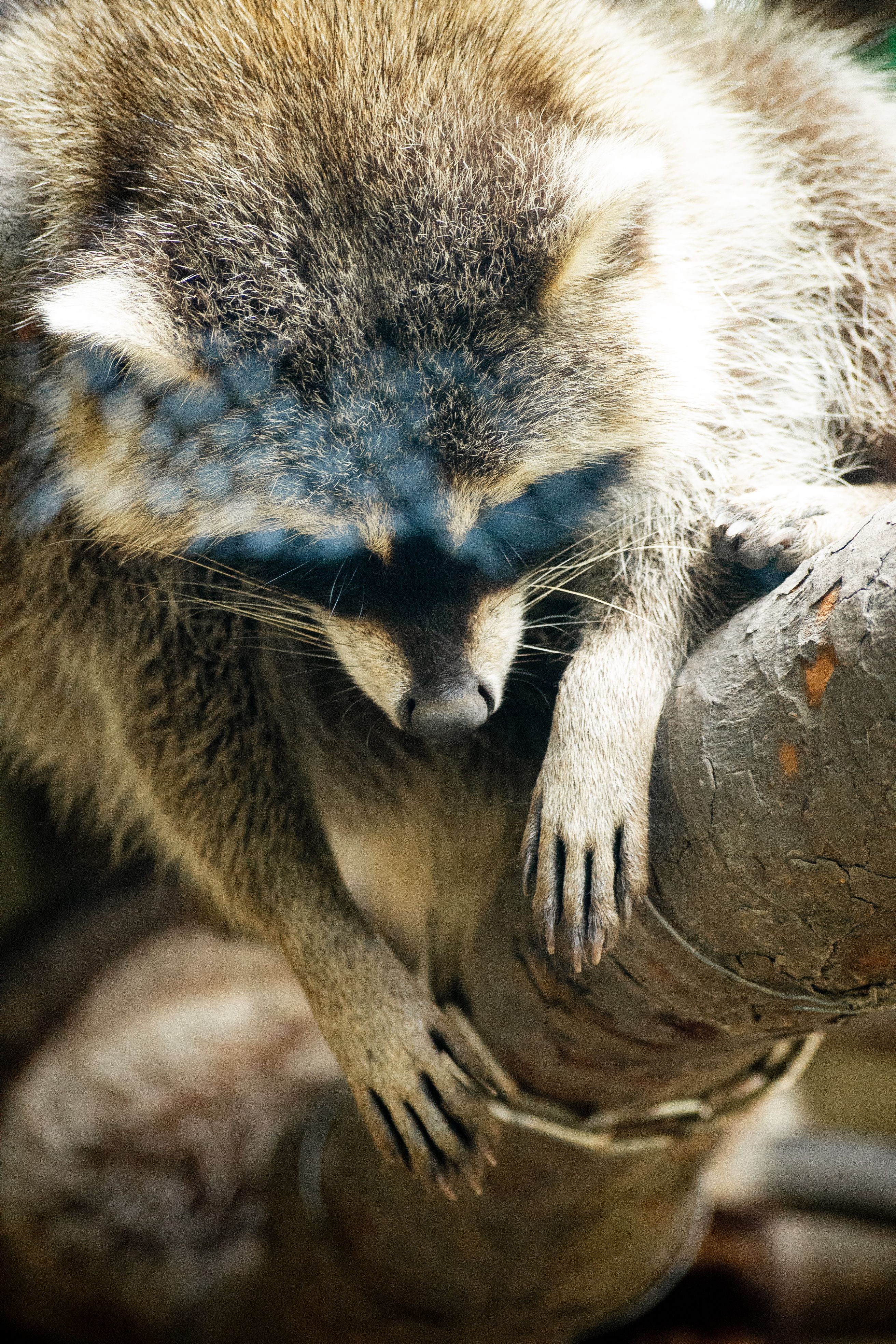 Surprised Racoon Surprised Raccoon Photos, Download The BEST Free Surprised Raccoon ...