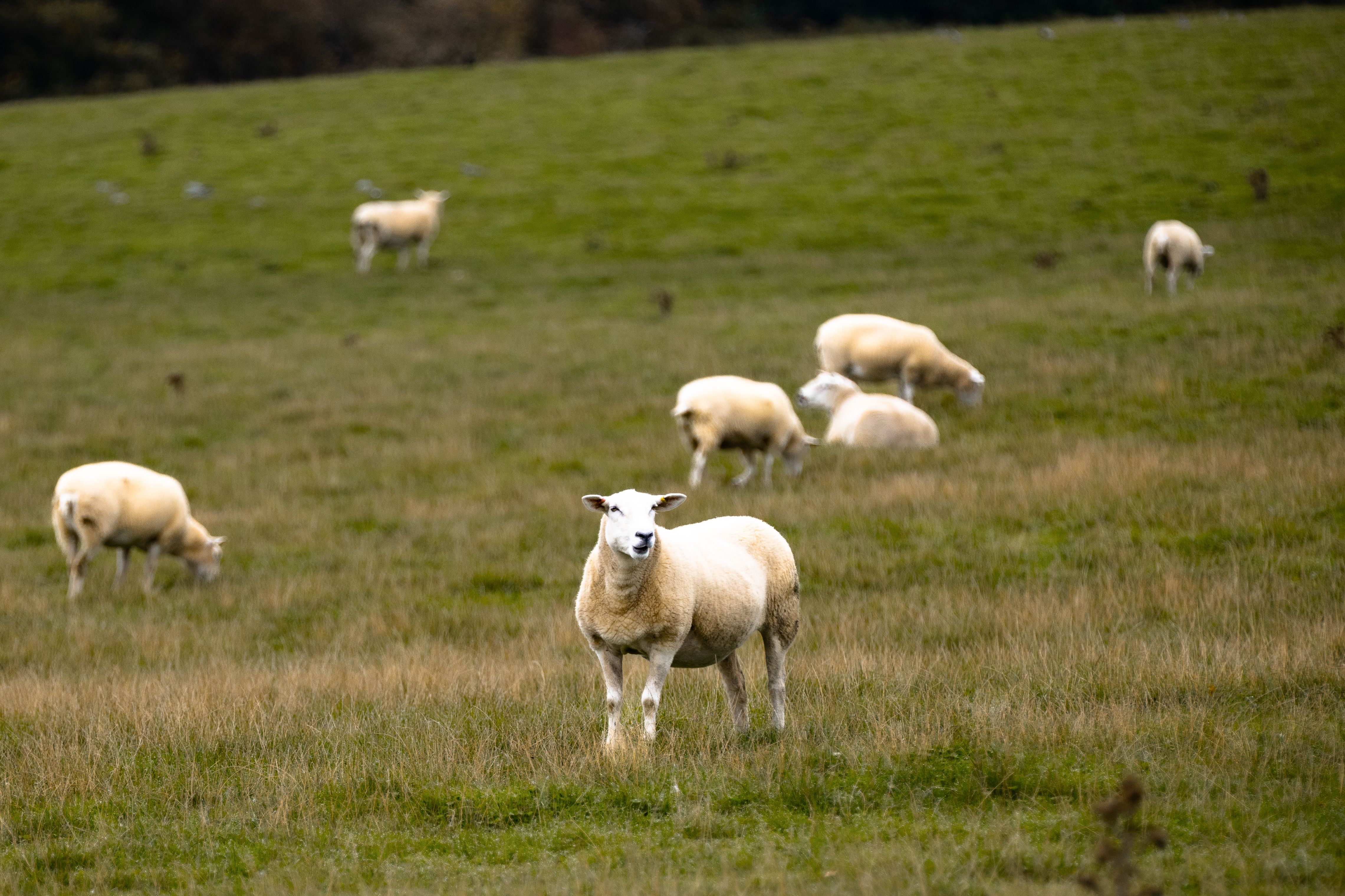 Grazing Sheep in English Countryside Landscape · Free Stock Photo
