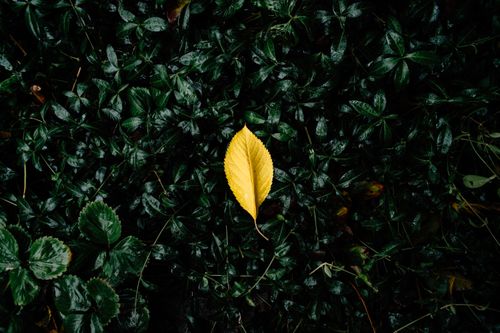 Free A vivid yellow leaf contrasts against dark green foliage, symbolizing change and autumn beauty. Stock Photo