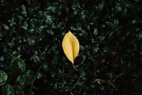 Free Close-up of a solitary yellow leaf on a dark green foliage background, showcasing contrast and nature detail. Stock Photo