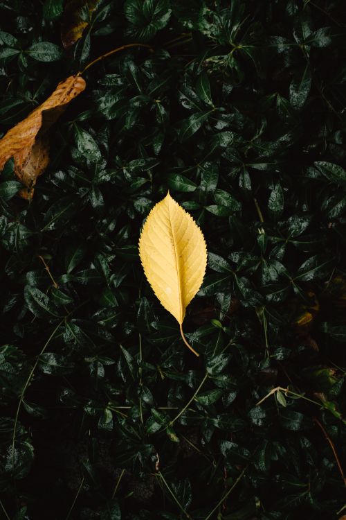 Free Single yellow leaf on a dark green foliage background, symbolizing autumn and contrast. Stock Photo