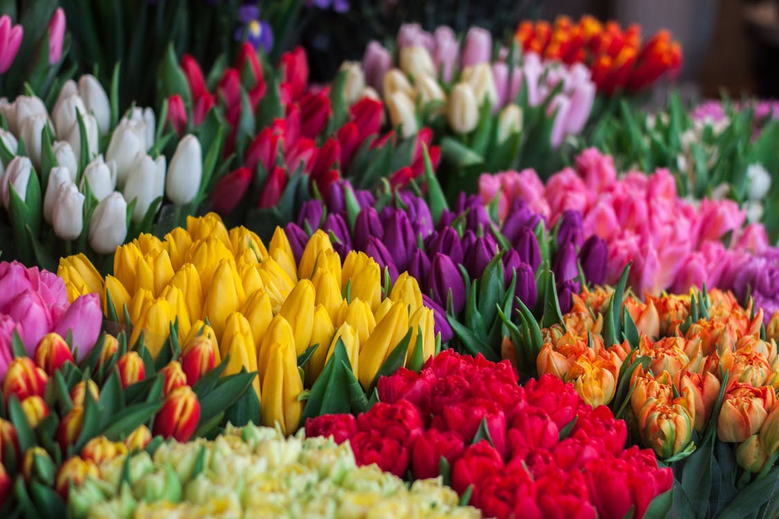Gratis Fotografía De Tulipanes De Colores Surtidos Foto de stock