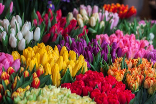 Photography of Assorted Colored Tulips