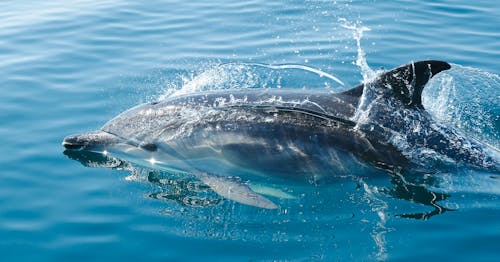 Delfino Nero Nel Corpo D'acqua