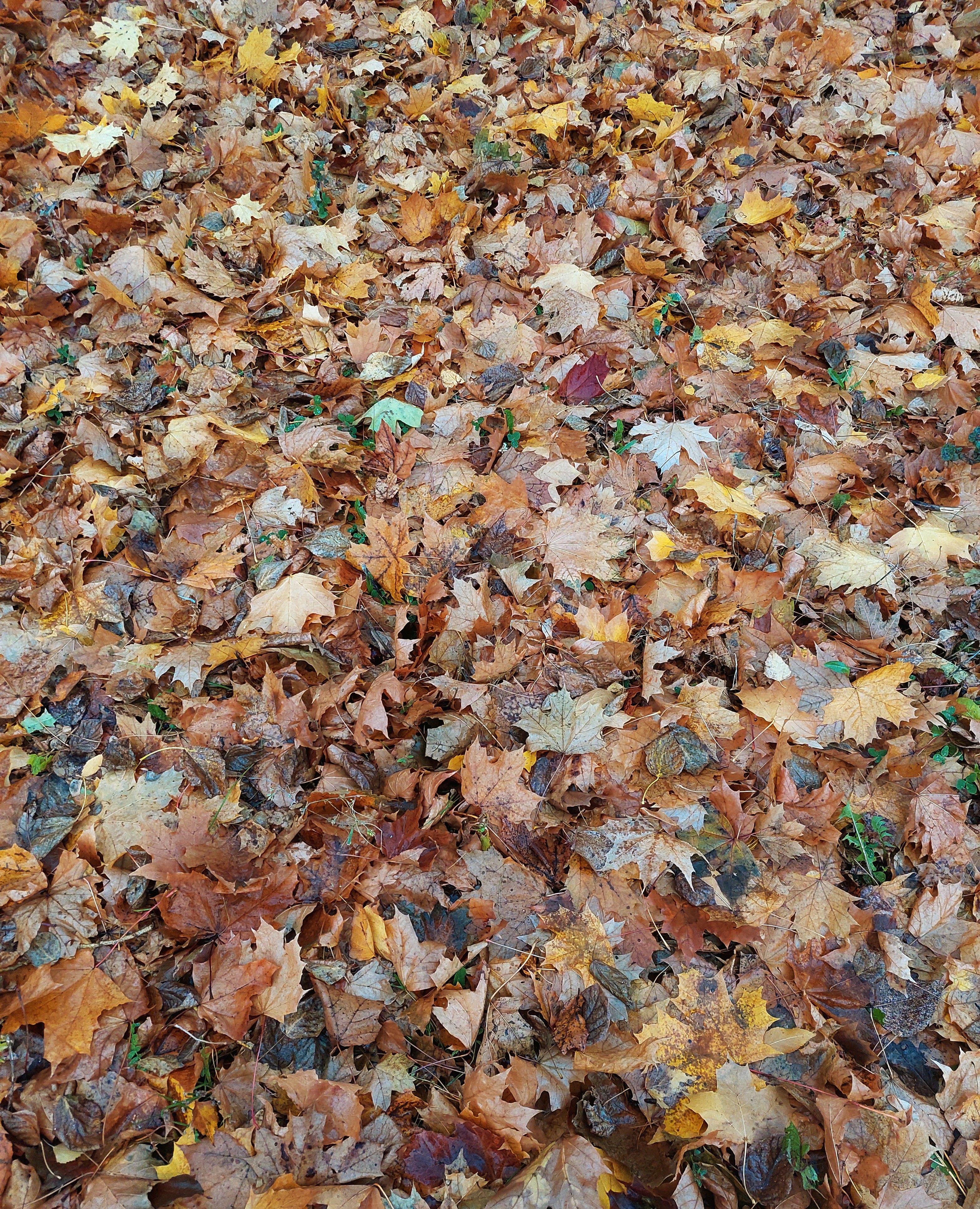 A vibrant display of autumn leaves covering the ground in Naberzhnye Chelny, Russia.