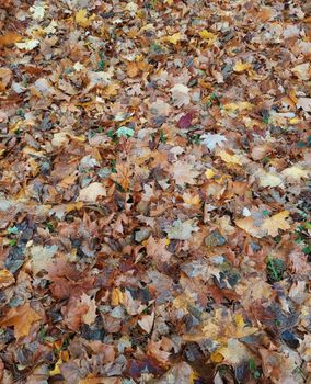 A vibrant display of autumn leaves covering the ground in Naberzhnye Chelny, Russia.. vibrant, display, autumn