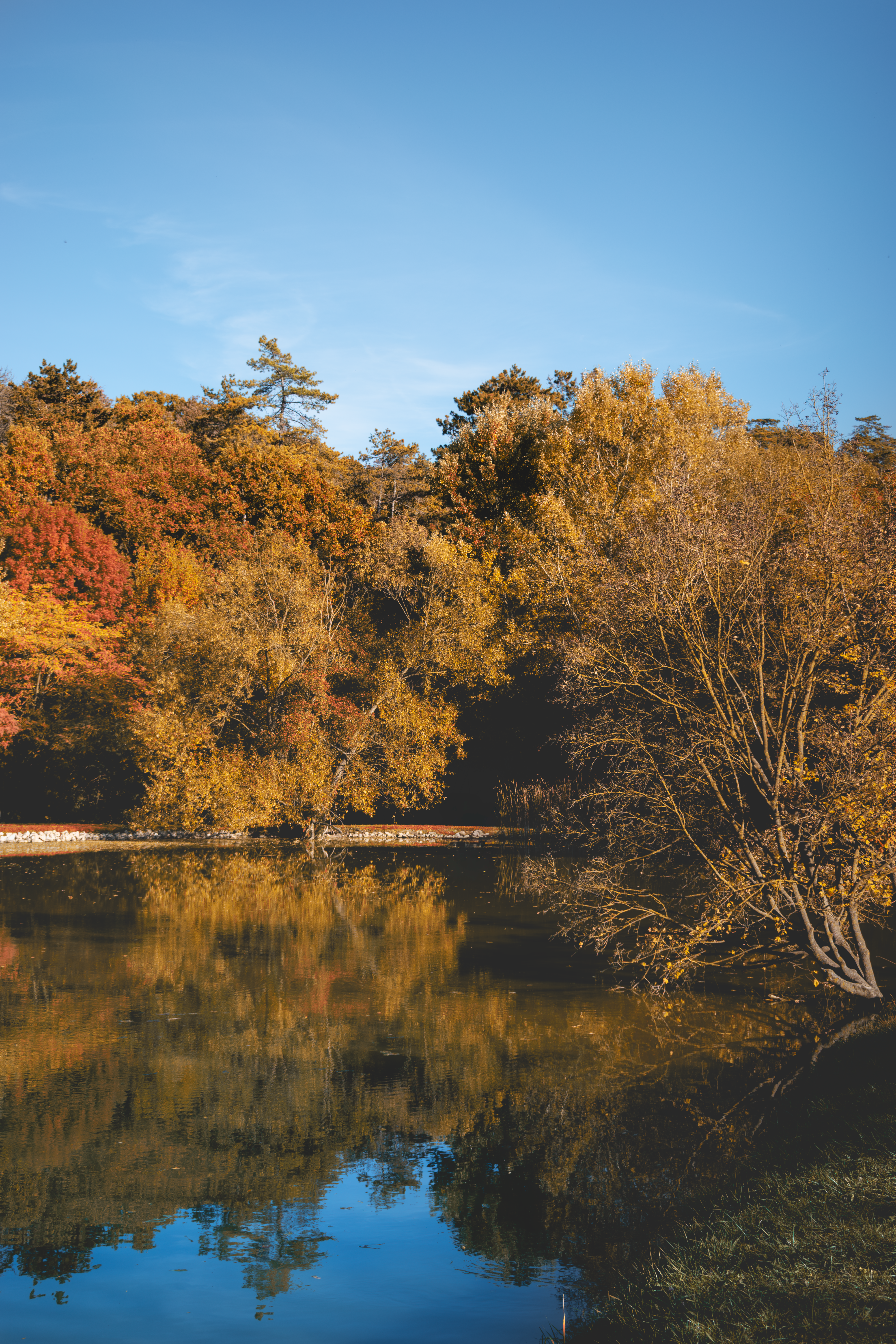 Serene Autumn Reflections on a Tranquil Lake · Free Stock Photo