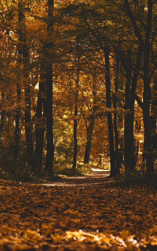 Free A serene path through a forest with vibrant autumn leaves, embodying tranquility. Stock Photo