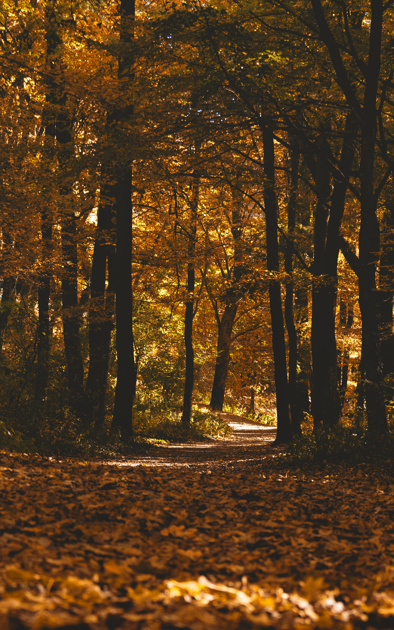 Autumn Trees with Fallen Leaves Beside a Road · Free Stock Photo