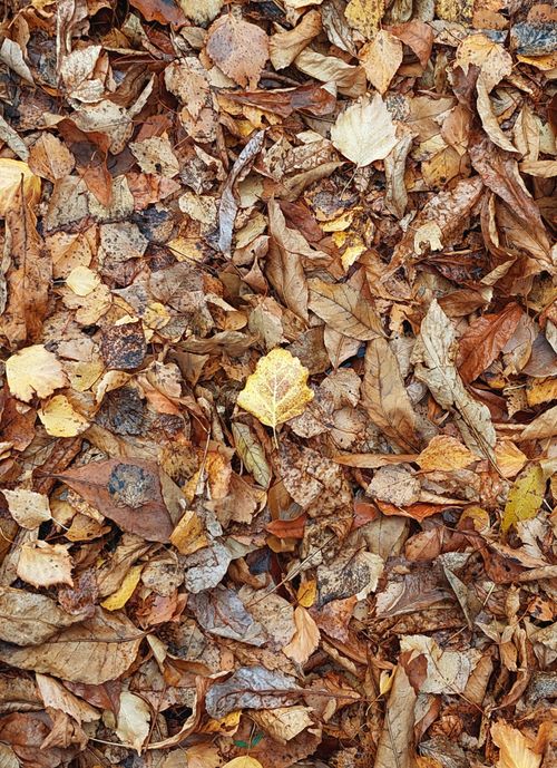 Free A vibrant collection of autumn leaves creating a natural carpet in Naberzhnyye Chelny, Russia. Stock Photo