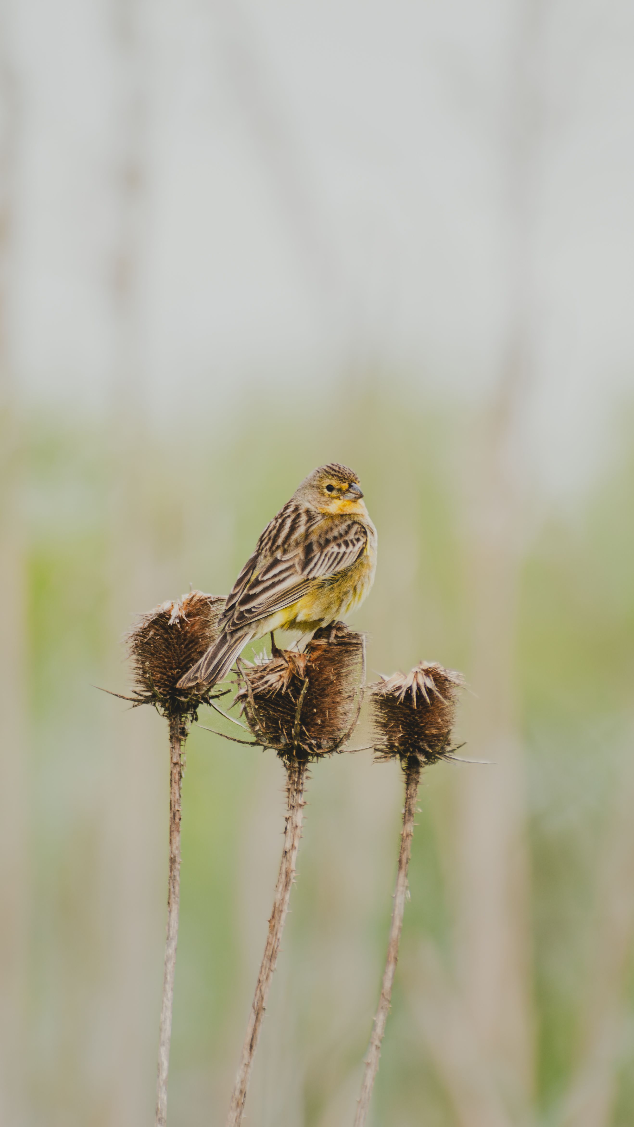 A vibrant yellow serin bird resting on thistle stems against a blurred natural backdrop.