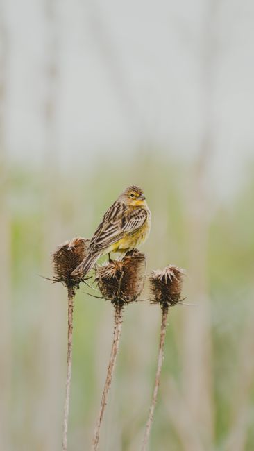A vibrant yellow serin bird resting on thistle stems against a blurred natural backdrop.
