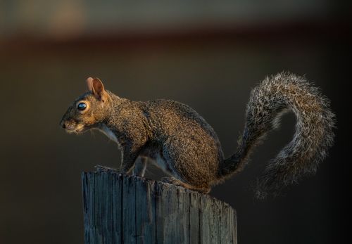 Free Close-up of an Eastern Gray Squirrel perched on a tree stump in its natural habitat. Stock Photo