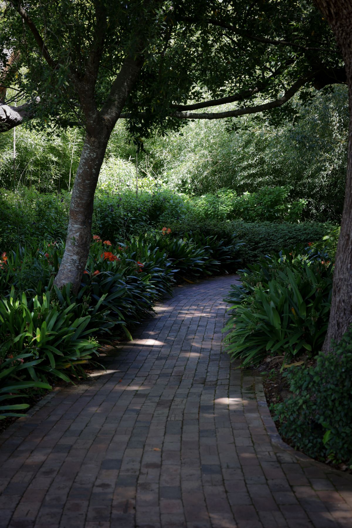 A quiet, tree-shaded garden path