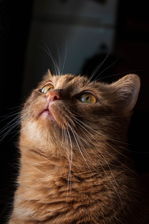 Free Ginger cat gazing upwards, highlighted by warm sunlight in an indoor setting. Stock Photo