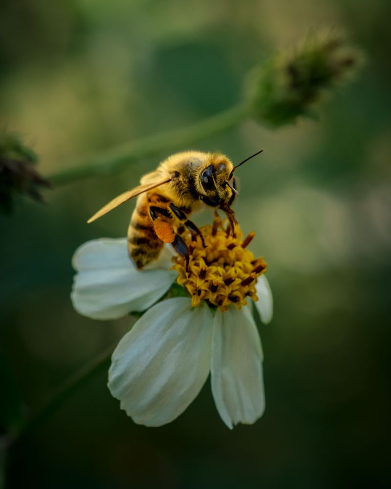 Close-up of a bee on a white flower in extreme detail