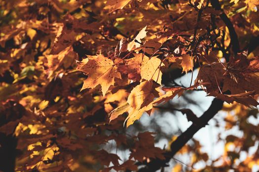 Close-up of vibrant maple leaves in autumn with sunlight filtering through, showcasing fall colors.