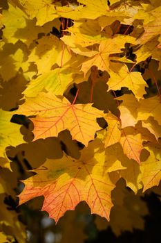 Close-up shot of vivid yellow maple leaves capturing the essence of fall.