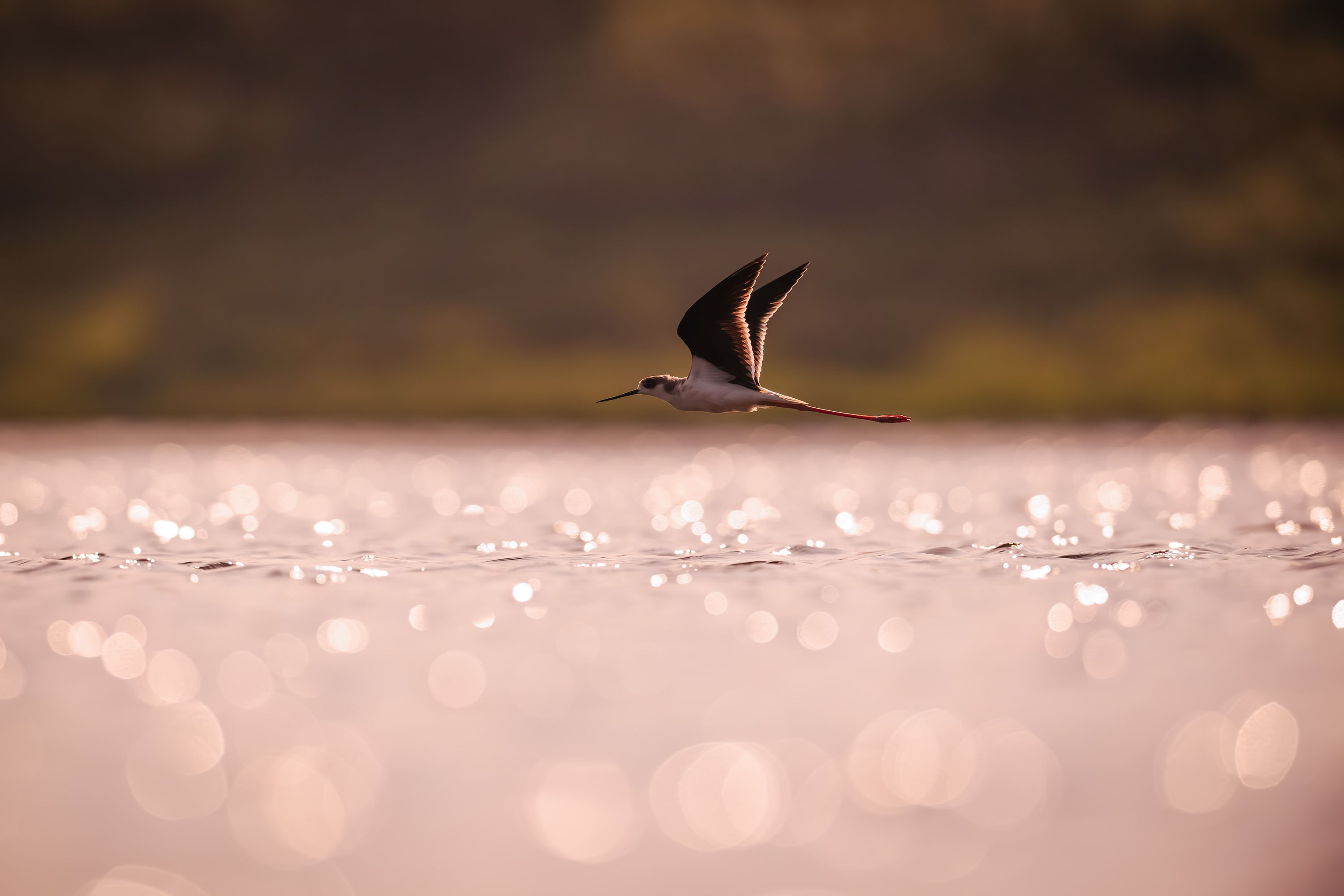 Elegant Black-Winged Stilt Flying Over Water Surface · Free Stock Photo