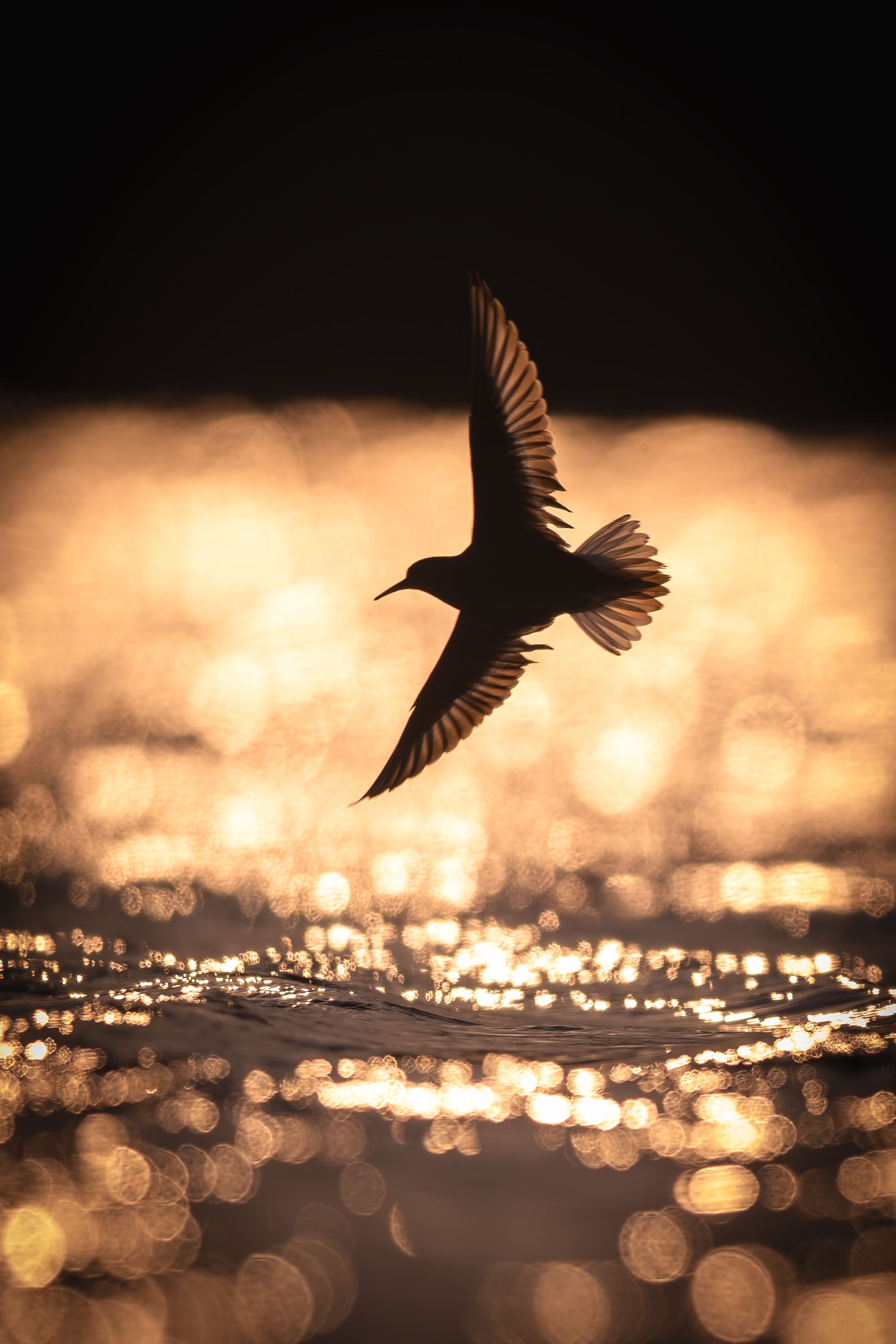 Silhouette of a Bird Over Sparkling Water at Sunset · Free Stock Photo