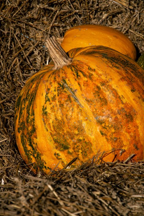 Free A richly colored pumpkin resting on straw, perfect for autumn and harvest themes. Stock Photo