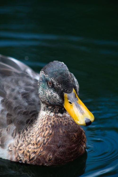 Free Vibrant close-up of a duck swimming peacefully in Jönköping, Sweden. Stock Photo