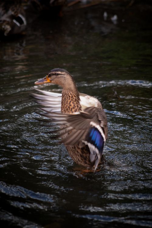 Free A duck with vibrant blue wings flaps gracefully in a peaceful pond in Jönköping, Sweden. Stock Photo