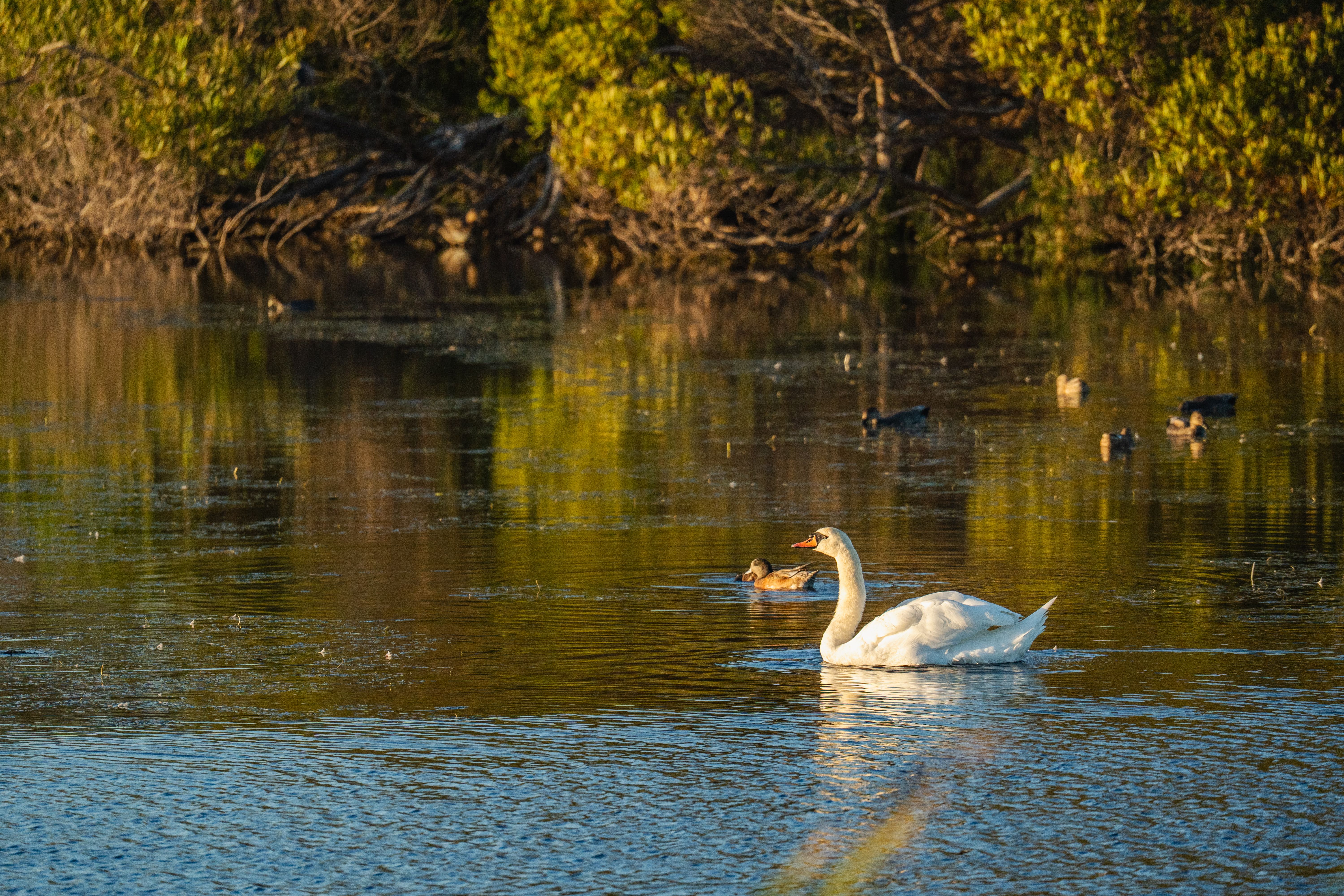 Serene Swan Gliding on Tranquil Lake at Sunset · Free Stock Photo